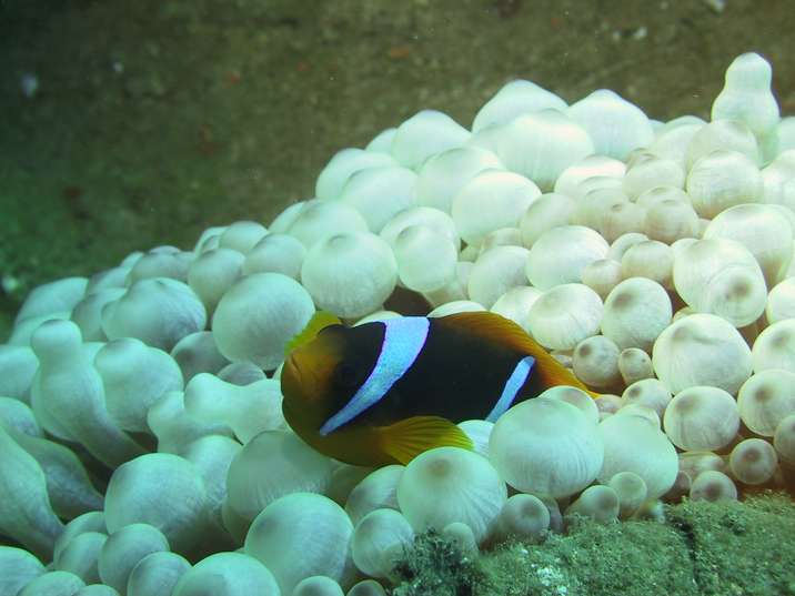 anemonenfisch.jpg 412 kB