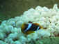 ./anemonenfisch.jpg 44k