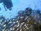 ./glasfischkorallen.jpg 72k