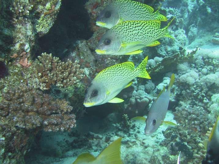 suesslippen.jpg 660 kB