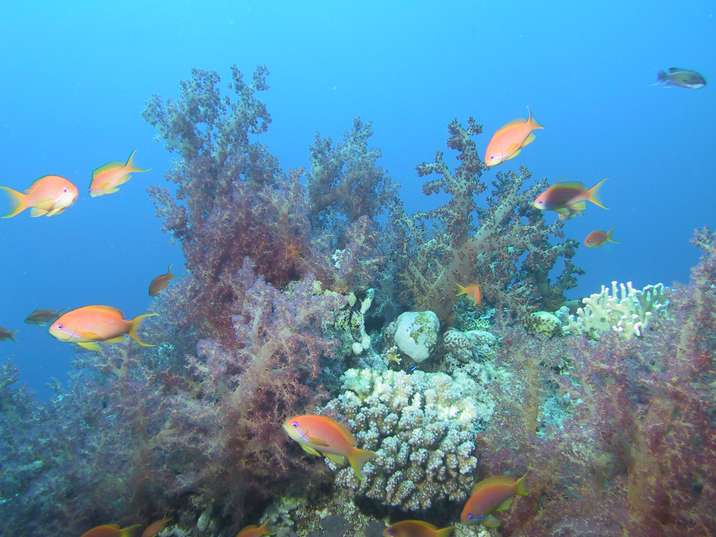 weichkoralle.jpg 628 kB